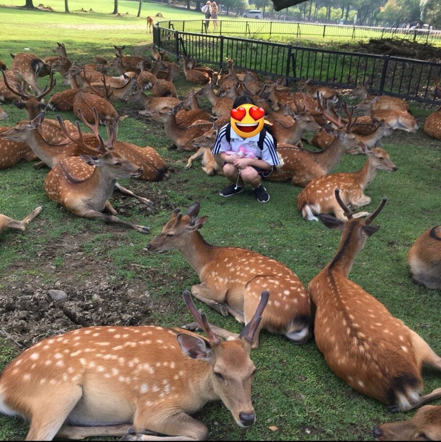 일본 나라 사슴 공원 사진jpg
