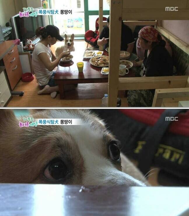 동물농장)짜장면 긴빠이 현장_1.jpeg