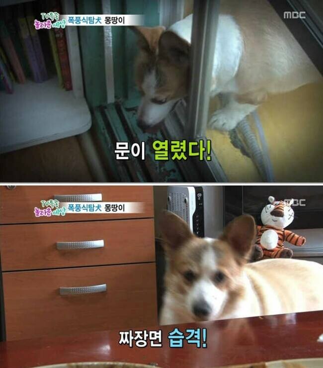 동물농장)짜장면 긴빠이 현장_2.jpeg