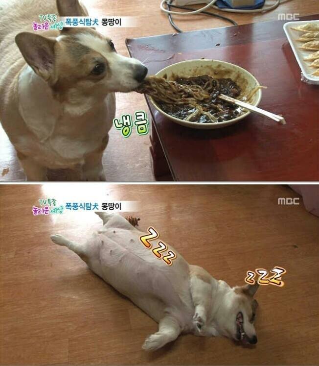 동물농장)짜장면 긴빠이 현장_3.jpeg