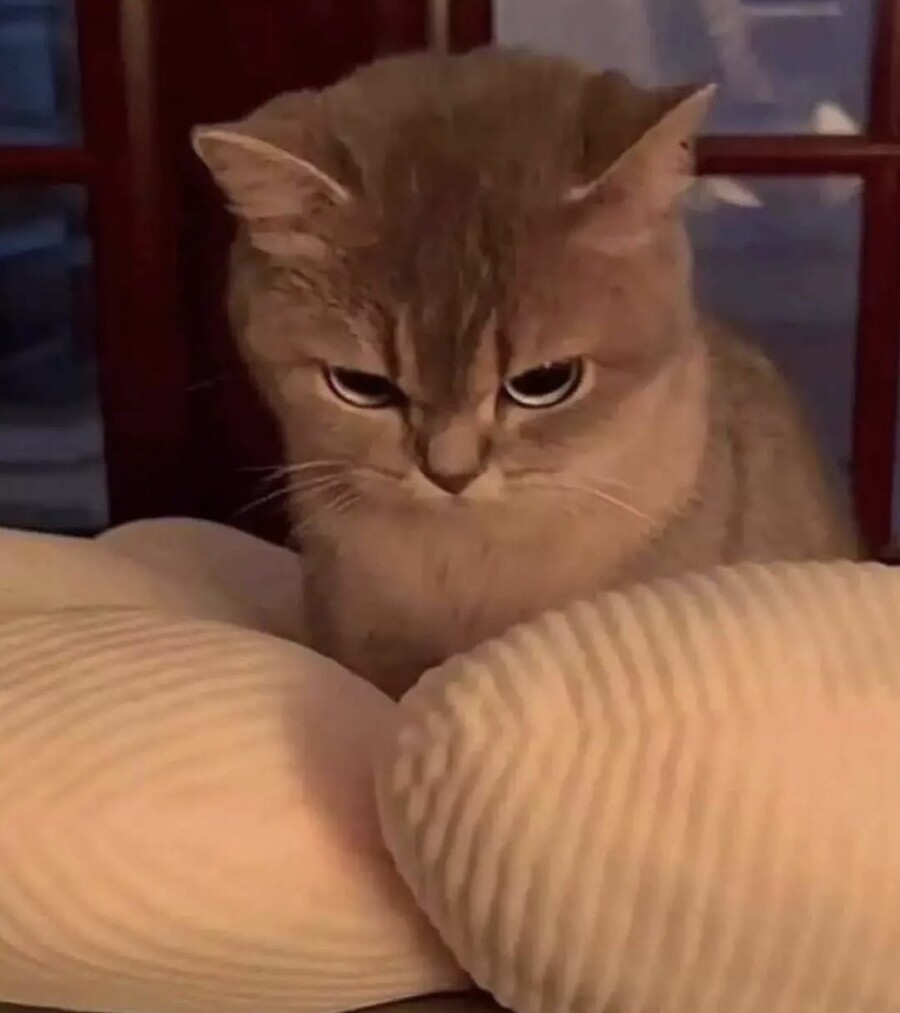 화난 고양이