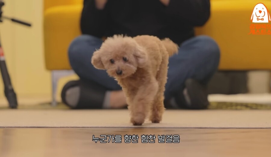 개) 강형욱 vs 안소희 10년 키운 반려견의 선택은? ㅋㅋㅋㅋㅋㅋ_10.jpg