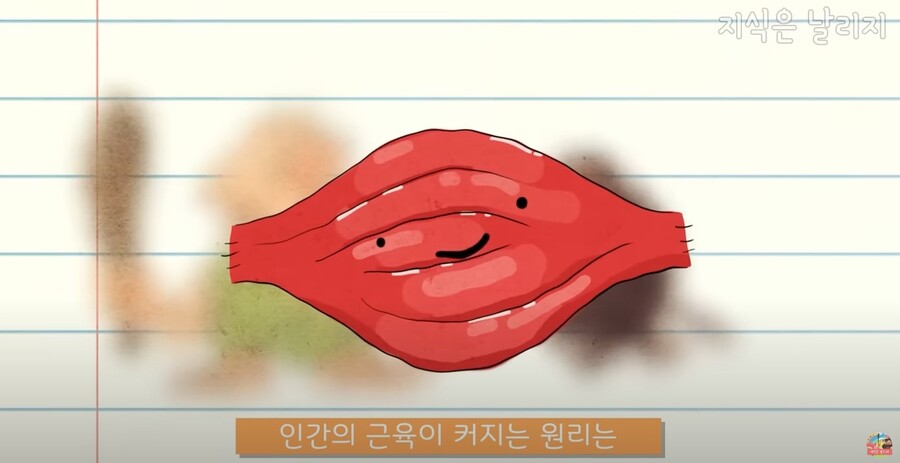 동물과 인간의 근육 차이점.JPG_17.jpg