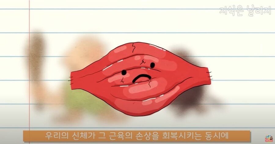 동물과 인간의 근육 차이점.JPG_19.jpg