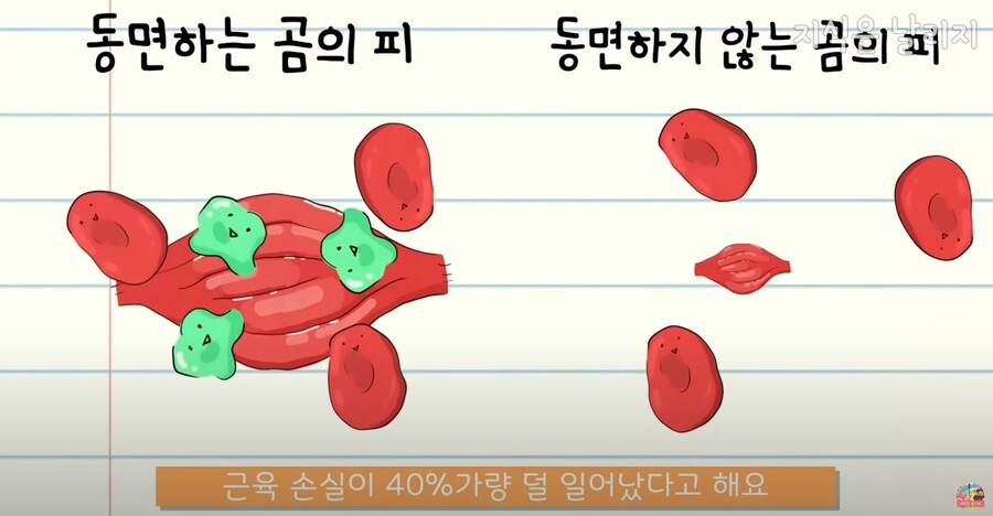 동물과 인간의 근육 차이점.JPG_34.jpg