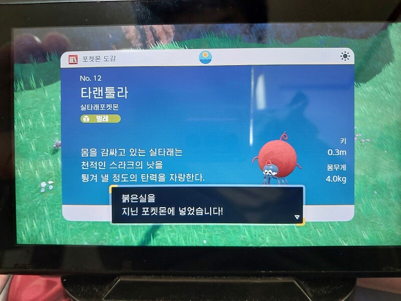 이로치 타랜툴라_2.jpg