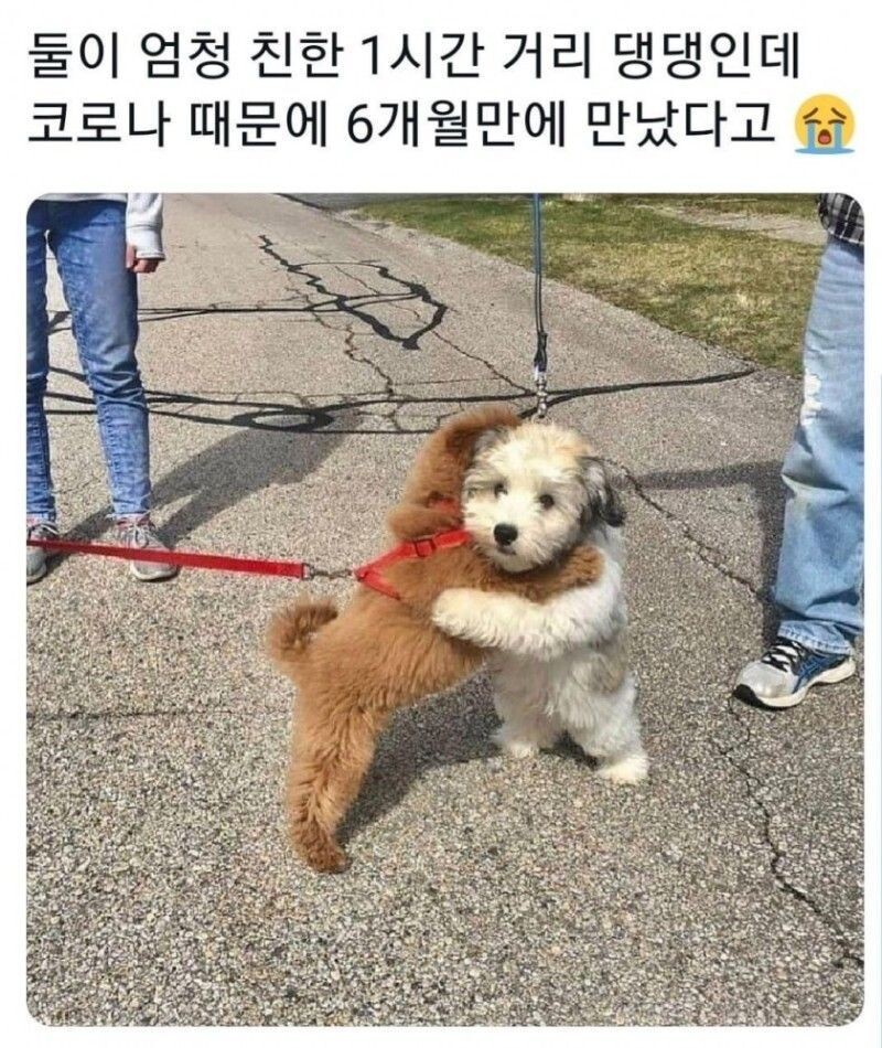 댕댕이의 상봉.jpg_1.jpg