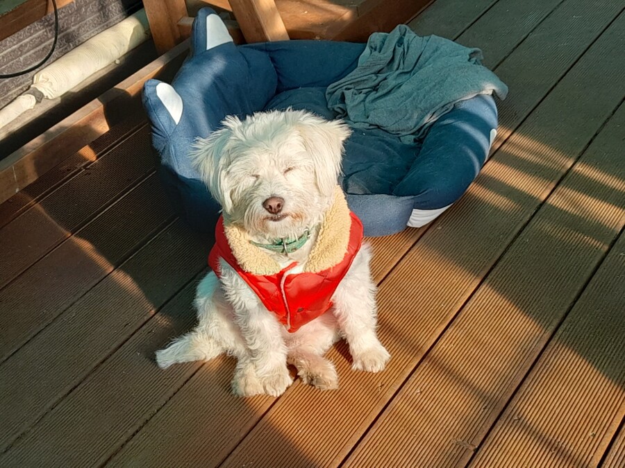 ( 사사 ) 집에서 전통 방식으로 만드는 소주 근황. jpg_4.jpg