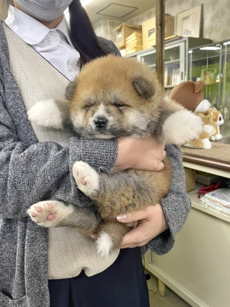 세상 피곤한 댕댕이_1.jpg