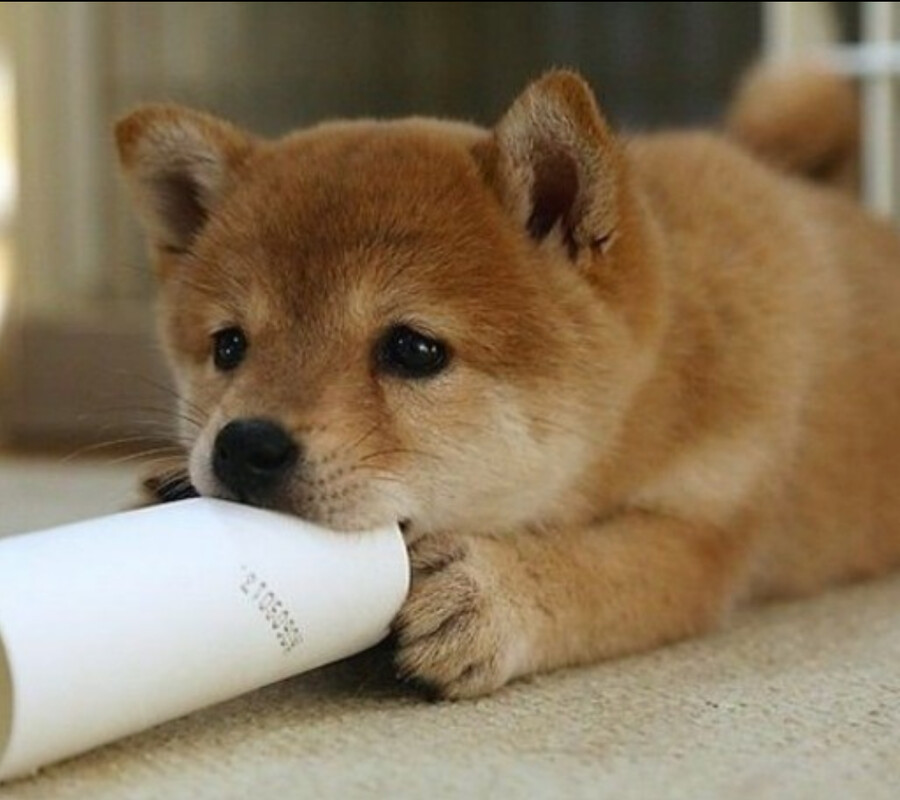 [뒤조심] 의외로 크리스마스 이브에 유게에 올려도 되는 거.jpg_21.png