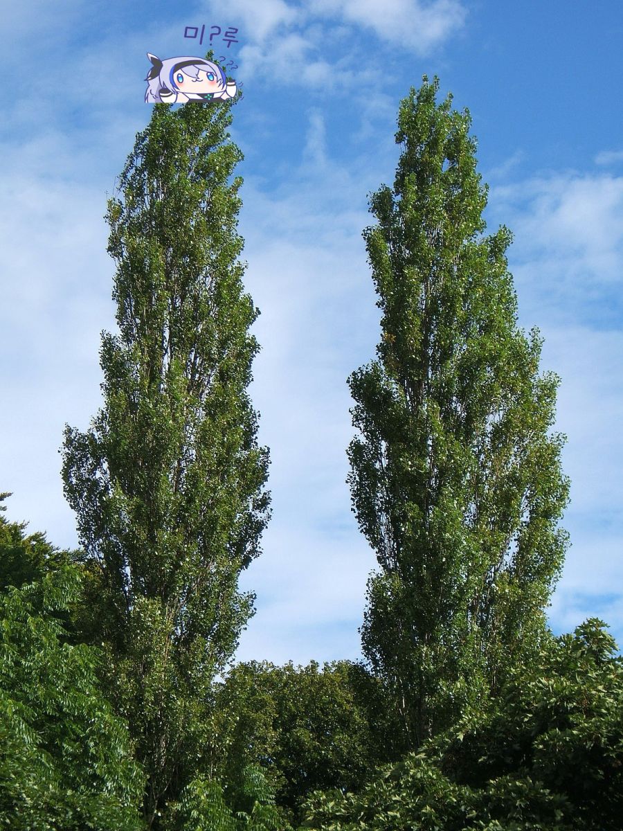 Populus_nigra_Plantierensis1.jpg