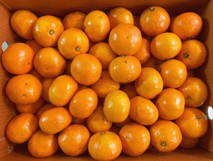 [네이버] 달달하고 맛있는 감귤, 타이벡감귤 5kg 23,500 (무료배송)_2.jpg