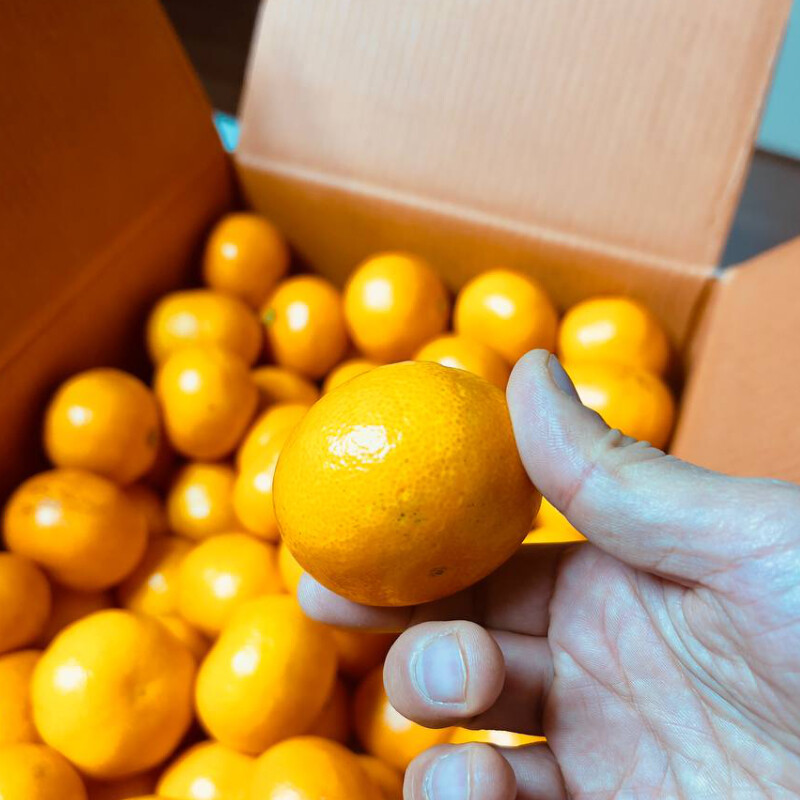 [네이버] 달달하고 맛있는 감귤, 타이벡감귤 5kg 23,500 (무료배송)_3.jpg