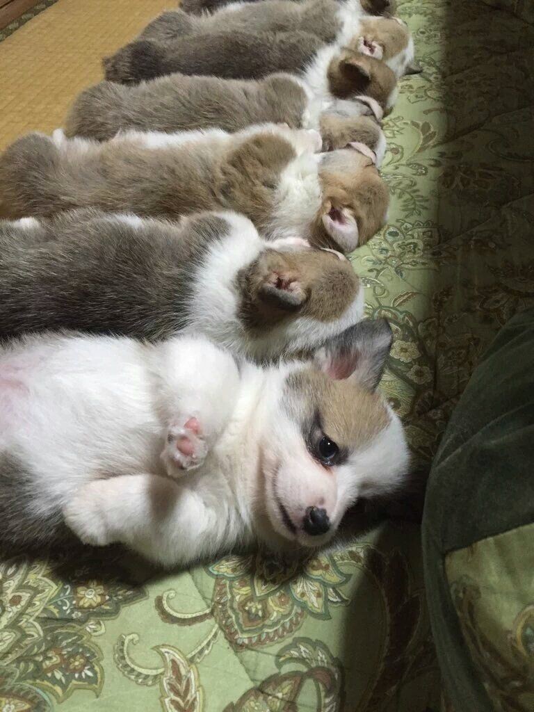 [극혐] 타가메 겐고로 스타일로 그린 동탁 미시룩.jpg_14.jpg