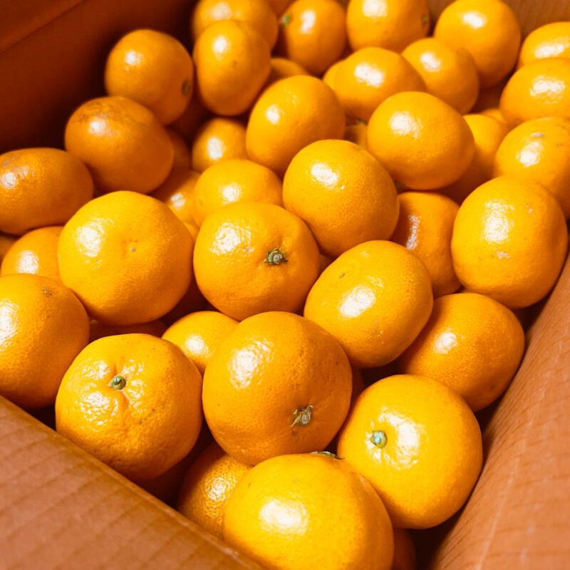 [네이버] 달달하고 맛있는 감귤, 타이벡감귤 5kg 23,500 (무료배송)_1.jpg