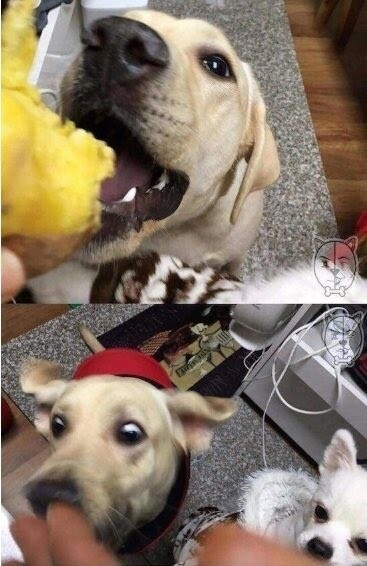 댕댕이에게 군고구마 주면 안되는.EU_1.jpeg