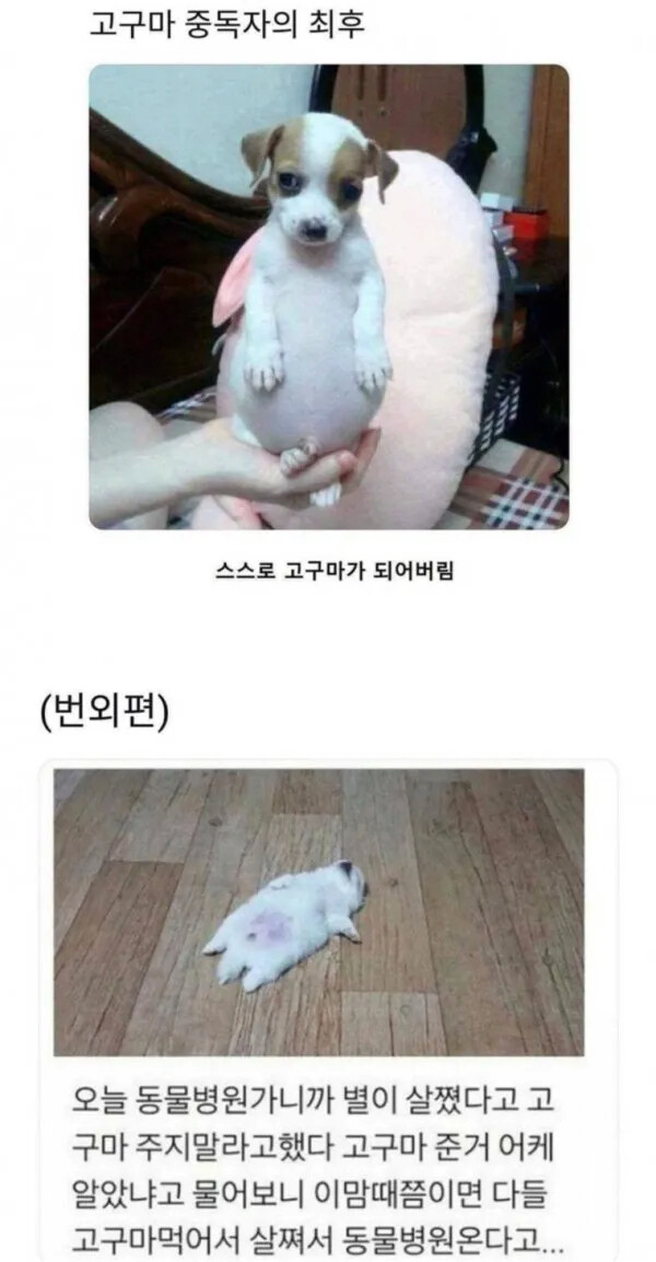 댕댕이에게 군고구마 주면 안되는.EU_2.png