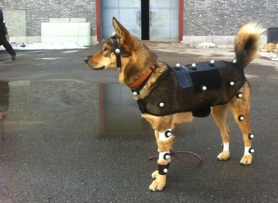 영화 동물연기가 자연스러운 이유.jpg_3.jpg