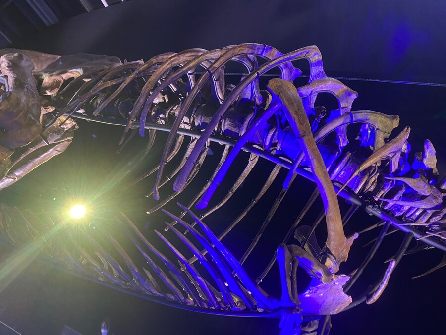 유게이 오늘 공룡뼈 보고 옴 (사진많음)_15.jpg