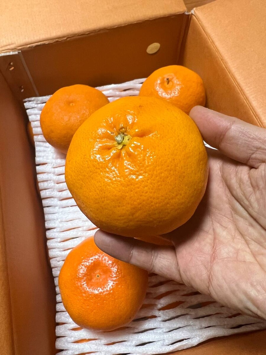 [네이버]향긋하고 상큼한 레드향5kg 특대사이즈 39,500(택배비포함)_1.jpg