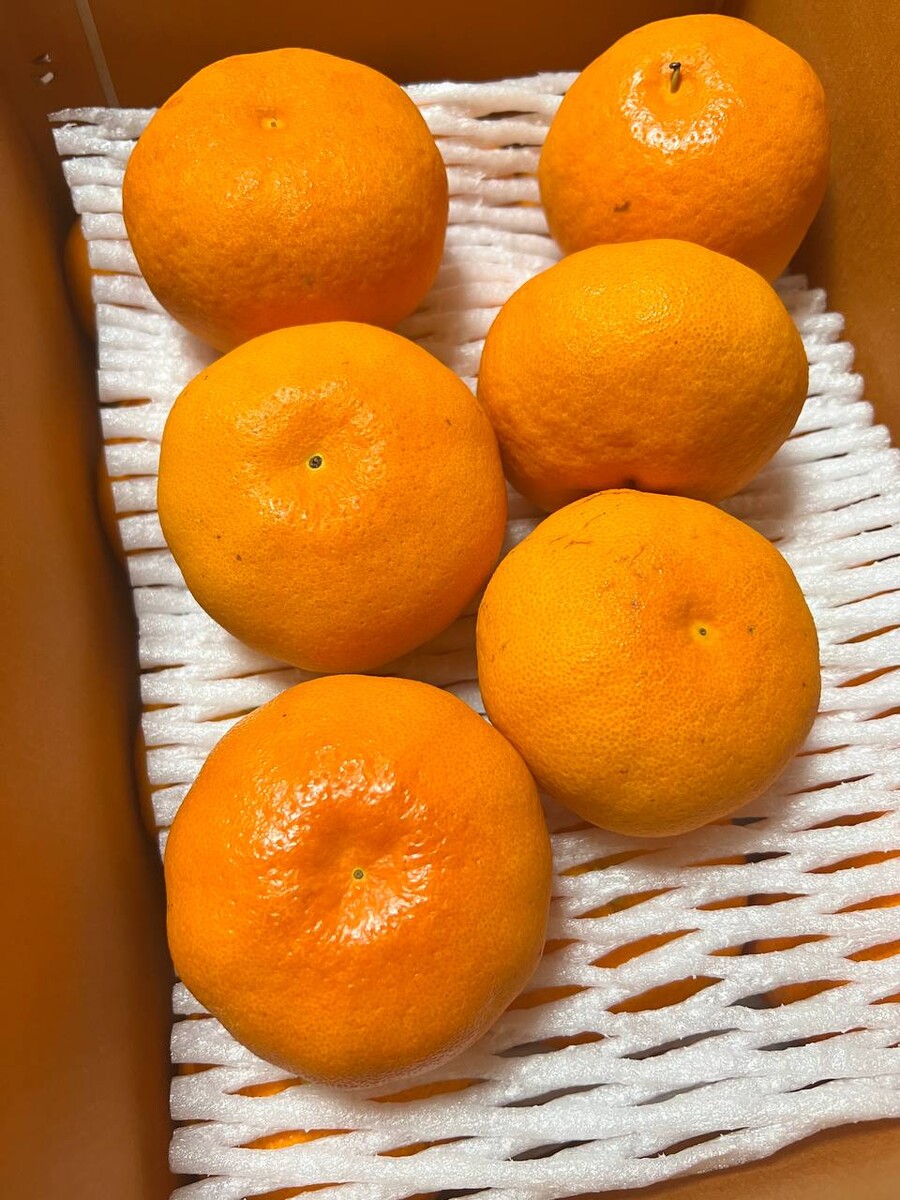 [네이버]향긋하고 상큼한 레드향5kg 특대사이즈 39,500(택배비포함)_2.jpg