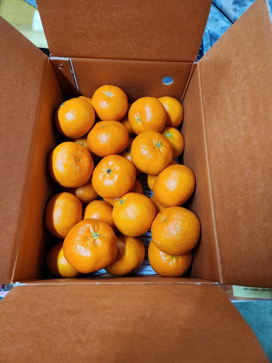 [네이버]향긋하고 상큼한 레드향5kg 특대사이즈 39,500(택배비포함)_3.jpg