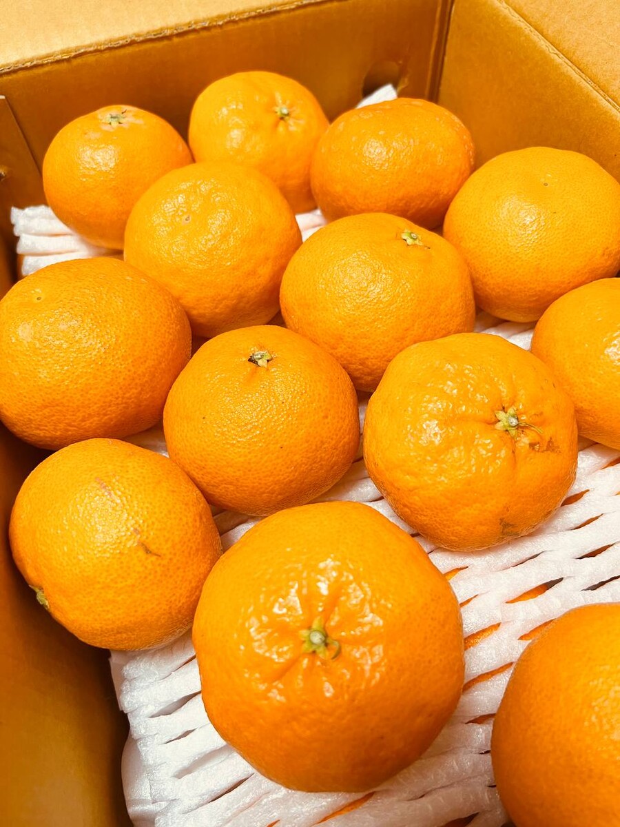 [네이버] 상큼하고 달달한 명품레드향 3kg 34,500(무료배송)_3.jpg