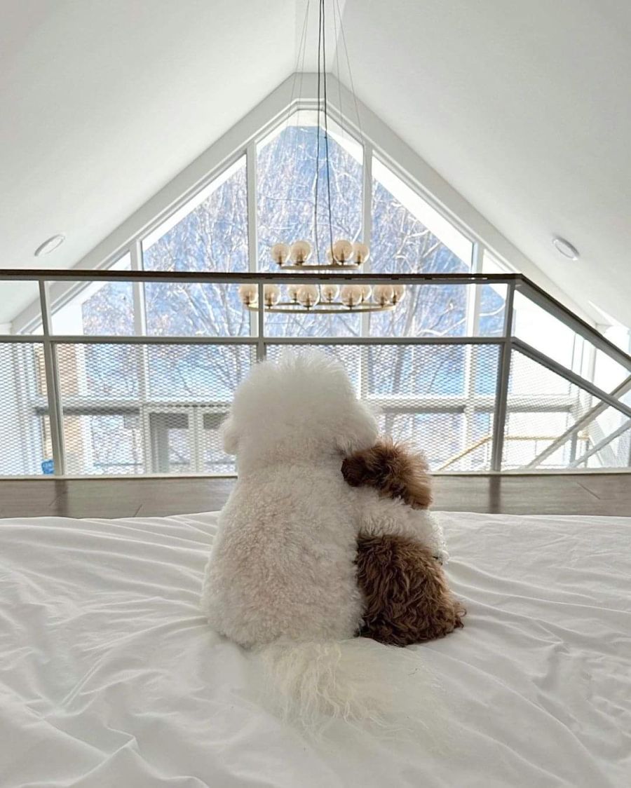 귀여움) 두 멈뭉이들의 우정.jpg_1.jpg