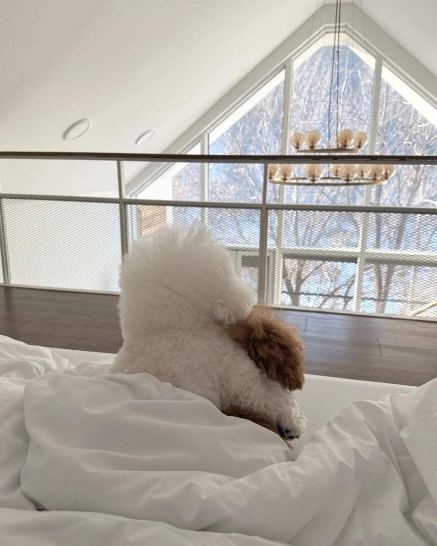 귀여움) 두 멈뭉이들의 우정.jpg_2.jpg