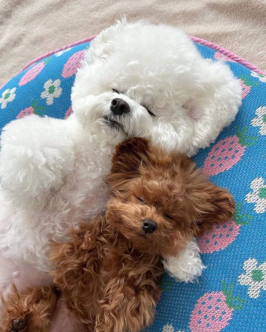 귀여움) 두 멈뭉이들의 우정.jpg_5.jpg