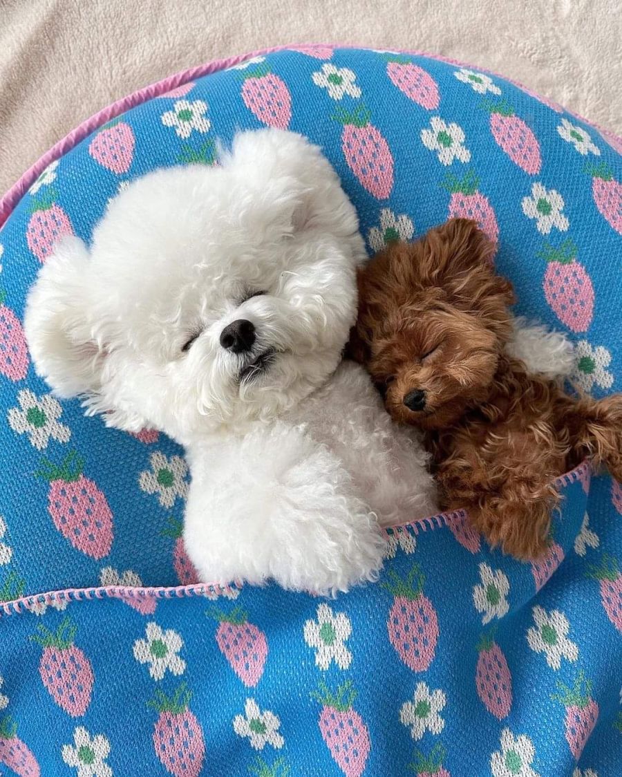 귀여움) 두 멈뭉이들의 우정.jpg_6.jpg