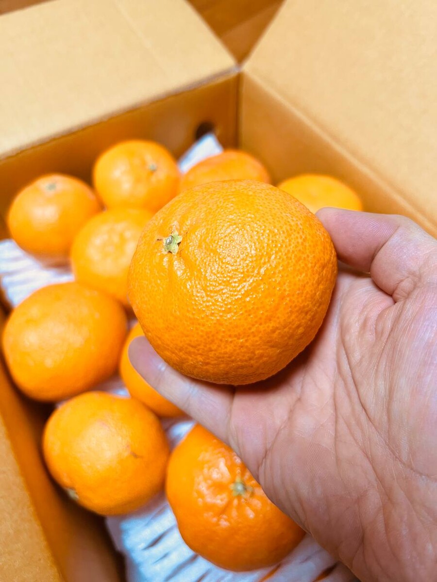 [네이버]상큼하고 달달한 레드향 5kg 34,5000(무료배송)_1.jpg