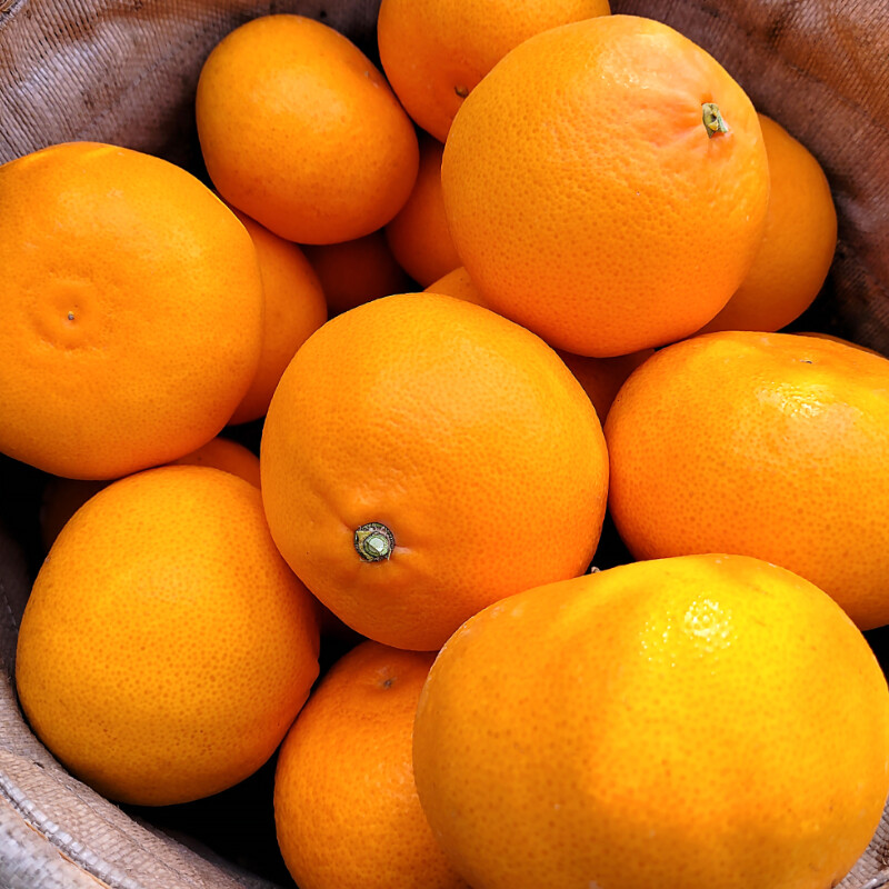 [네이버]향기가 일품인 천혜향 34,5000(무료배송)_1.jpg