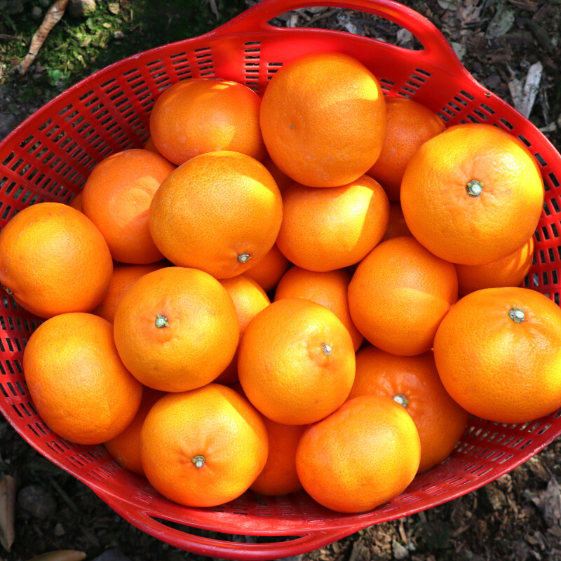 [네이버]향기가 일품인 천혜향 34,5000(무료배송)_3.jpg