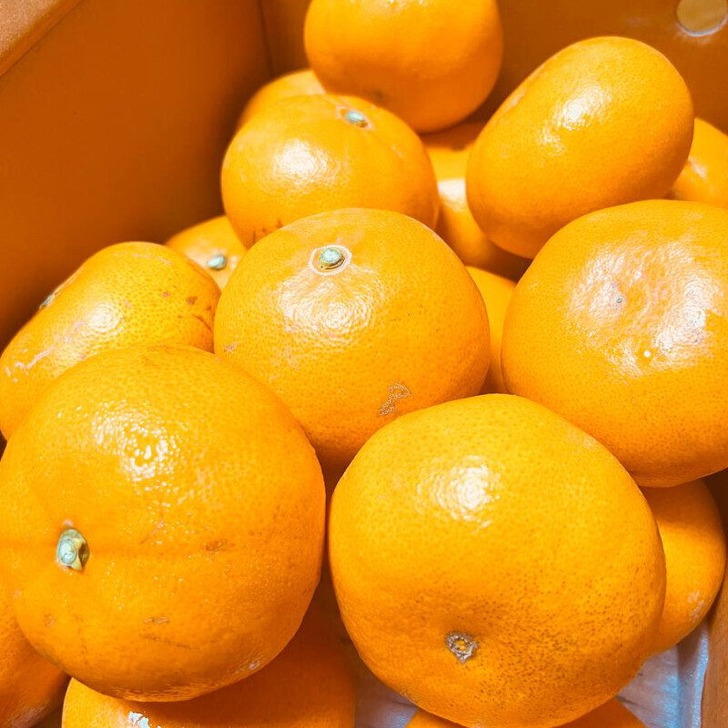 [네이버] 상큼하고 당도가 일품인 천혜향,레드향 5kg 34,500(무료배송)_1.jpg