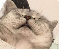 냥카스_1.jpg