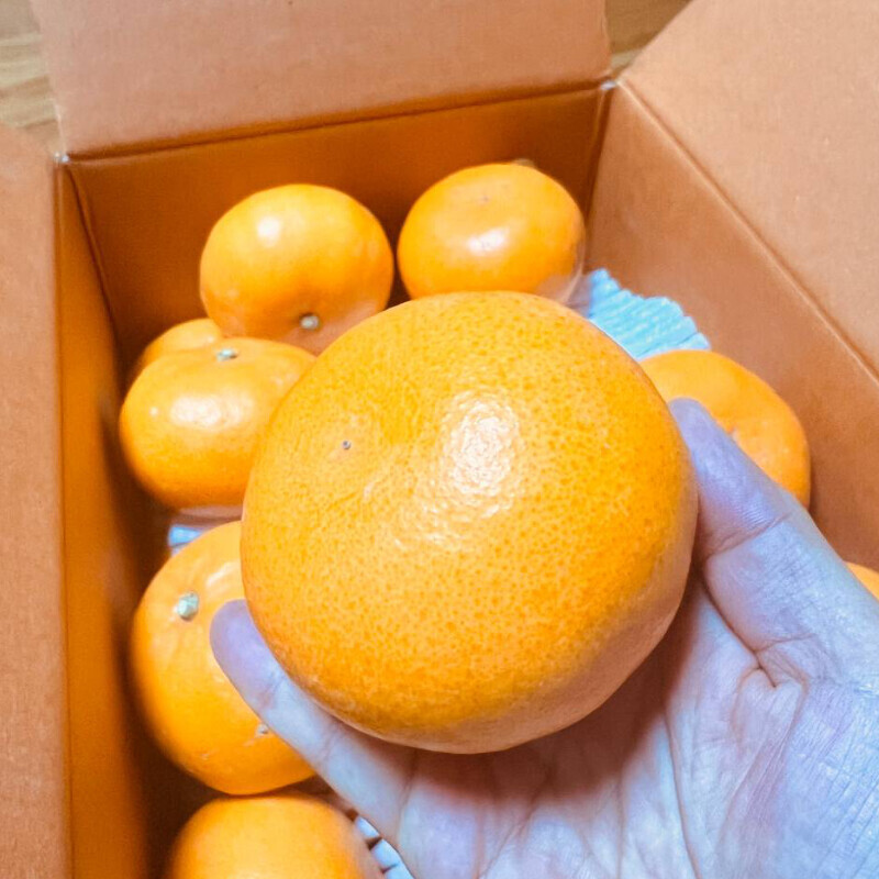 [네이버] 상큼하고 당도가 으뜸인 천혜향,레드향 5kg 34,500 (무료배송)_1.jpg