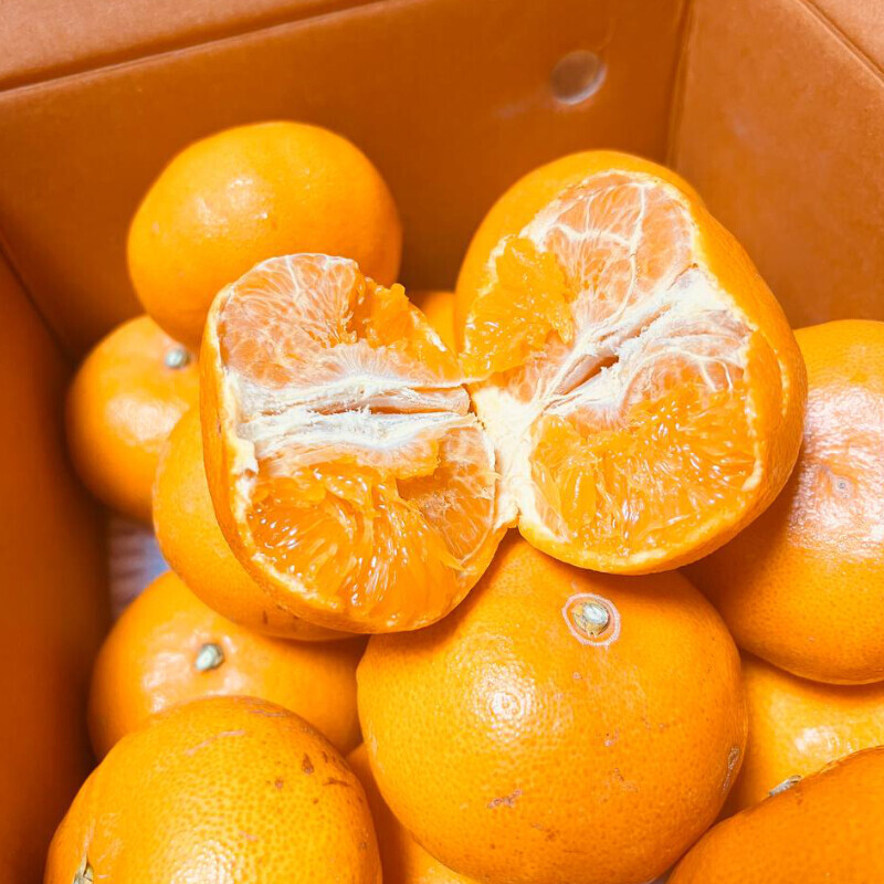 [네이버] 상큼하고 당도가 으뜸인 천혜향,레드향 5kg 34,500 (무료배송)_2.jpg