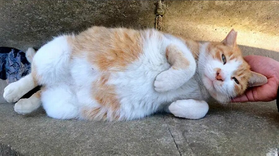 자세는 개인데 ... 생긴건 냥이_1.jpg