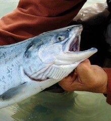 약혐) 우리가 가끔 먹고있는 연어알의 효능에 대해서 알아보자_24.jpg