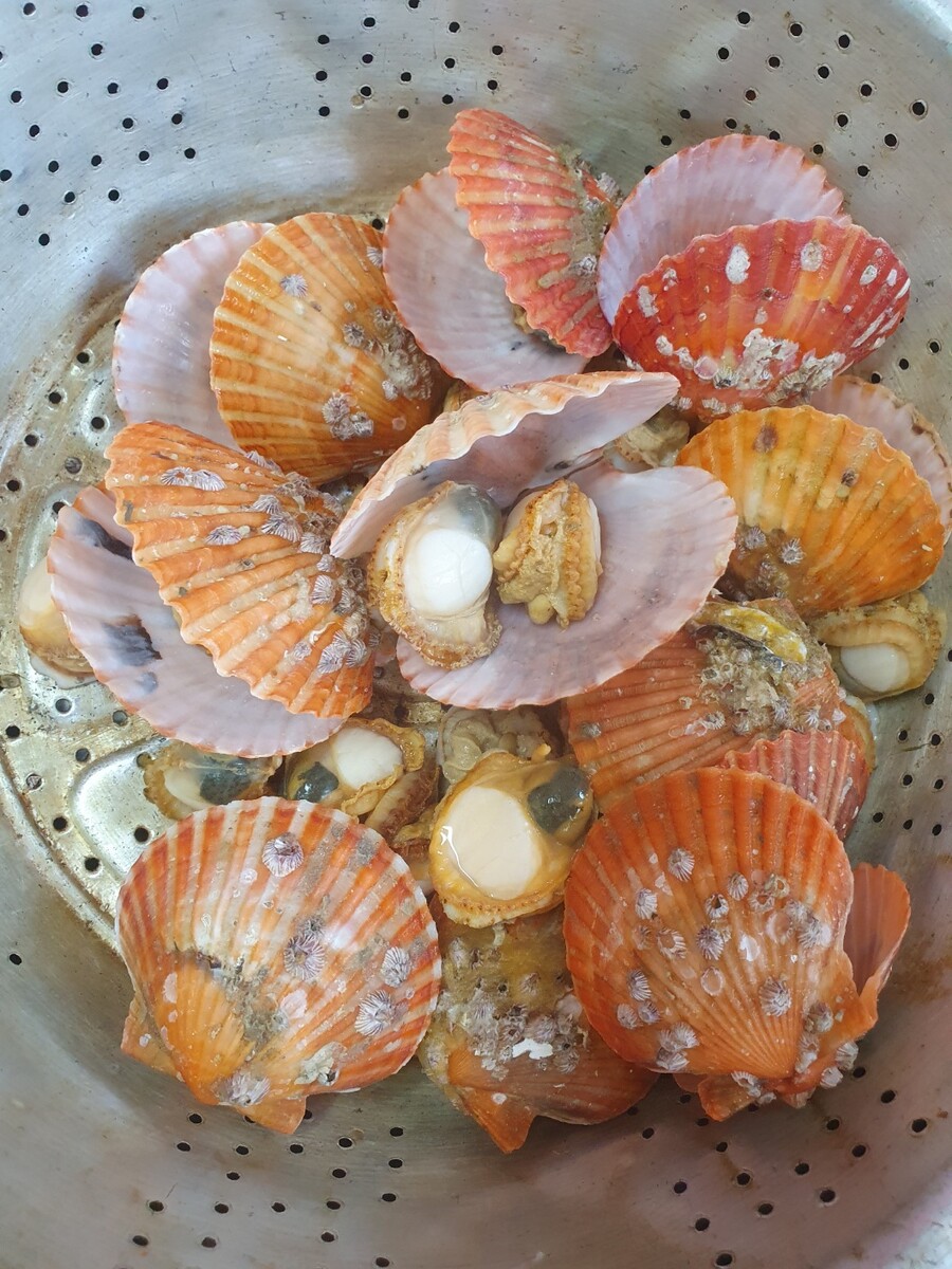 [네이버] 통영 홍가리비 한정이벤트/ 1800원_1.jpg