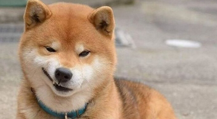개와 늑대의 유전적 차이_1.png