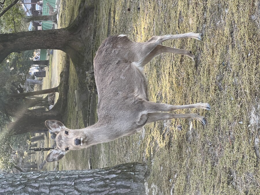 해외여행) 오늘은 나라 갔음_3.jpeg