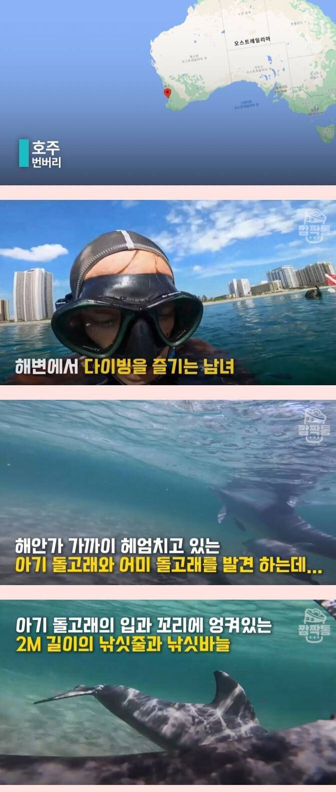 아기 돌고래를 지키기위한 어미 돌고래의 모성애 | 유머 게시판 | RULIWEB 아기 돌고래를 지키기위한 어미 돌고래의 모성애 | 유머 게시판 | Ruliweb