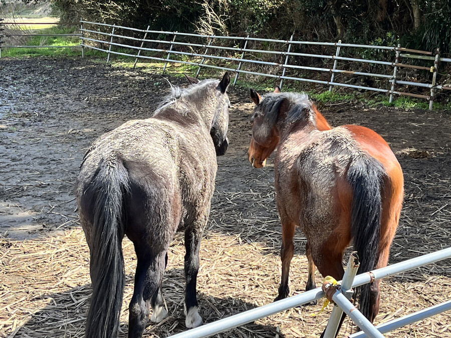 말딸) 하루 우라라 (원본) 오늘자 근황_1.jpg