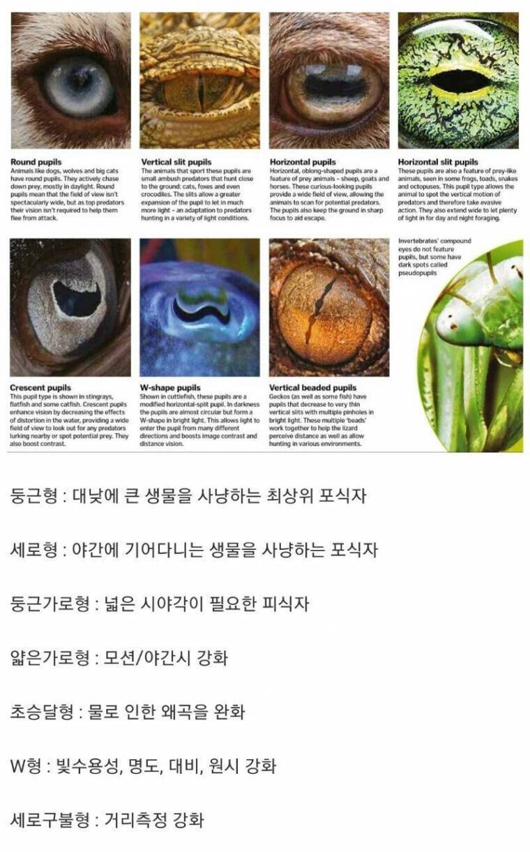동물의 눈동자 형태로 알아보는 기능_1.png