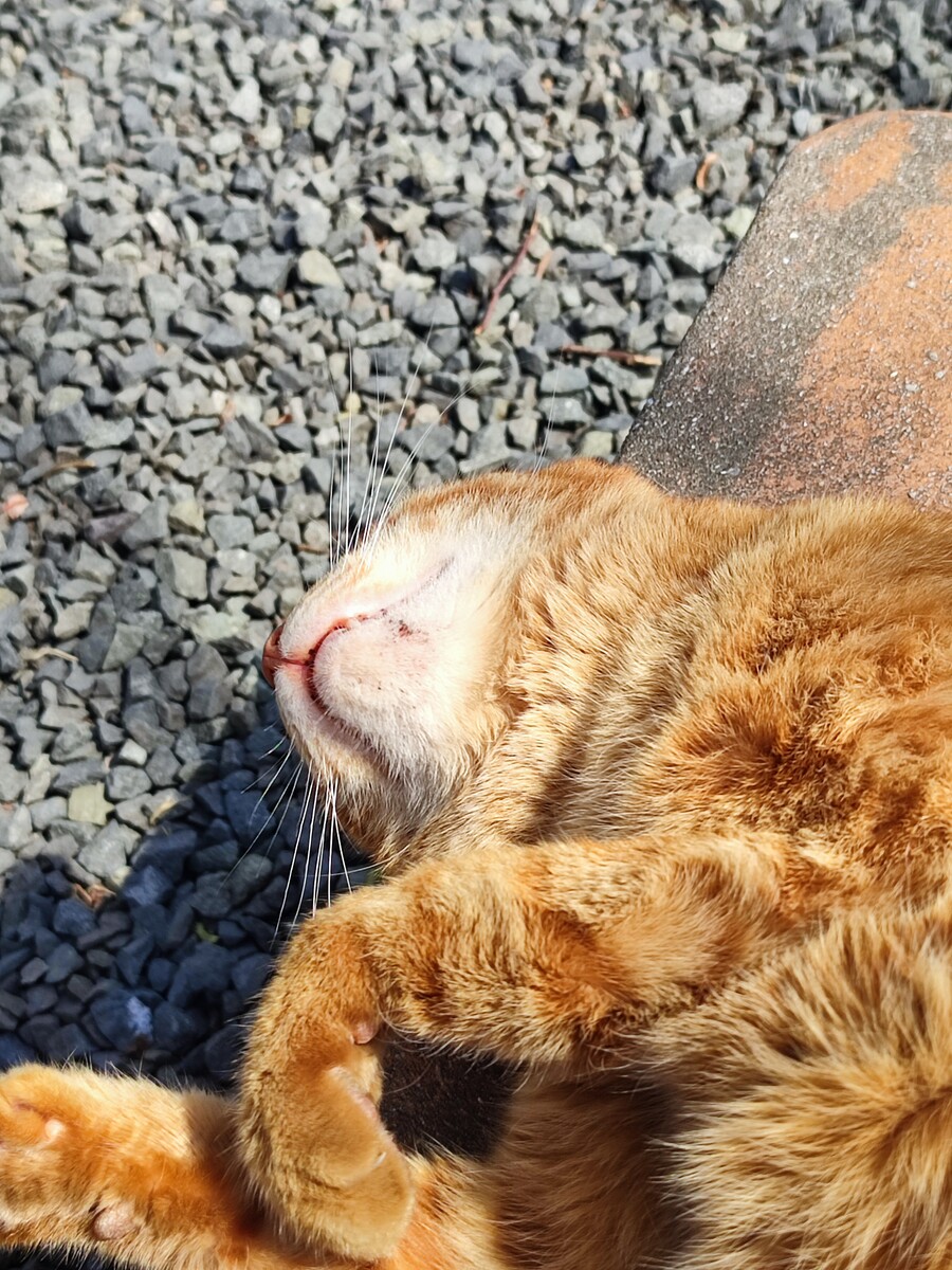 회사 꽃냥이_2.jpg