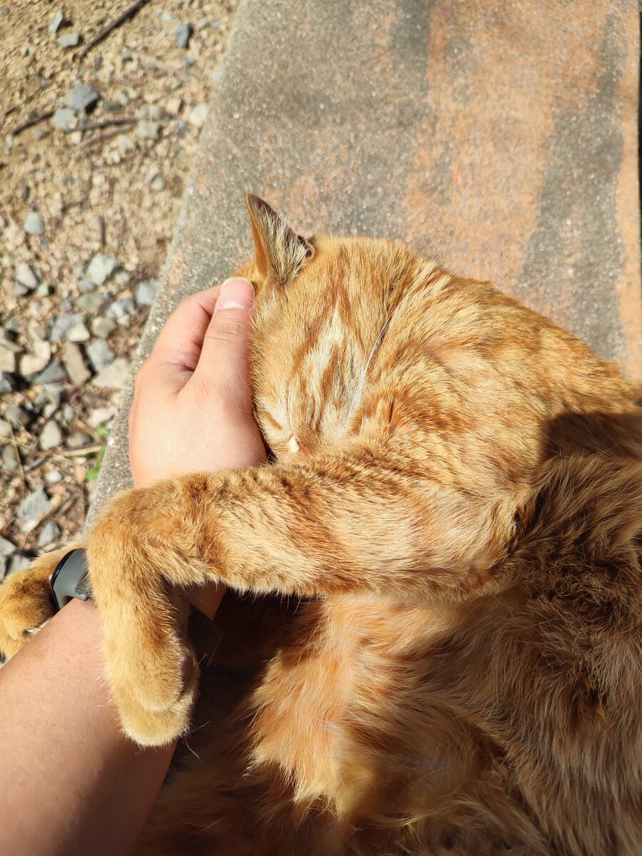 회사 꽃냥이_6.jpg