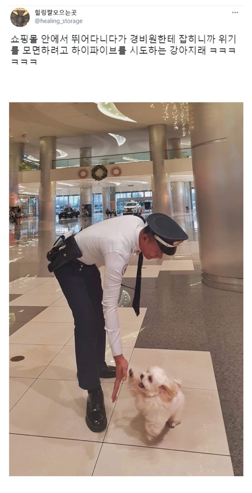 댕댕이의 위기 탈출.jpg_1.jpg