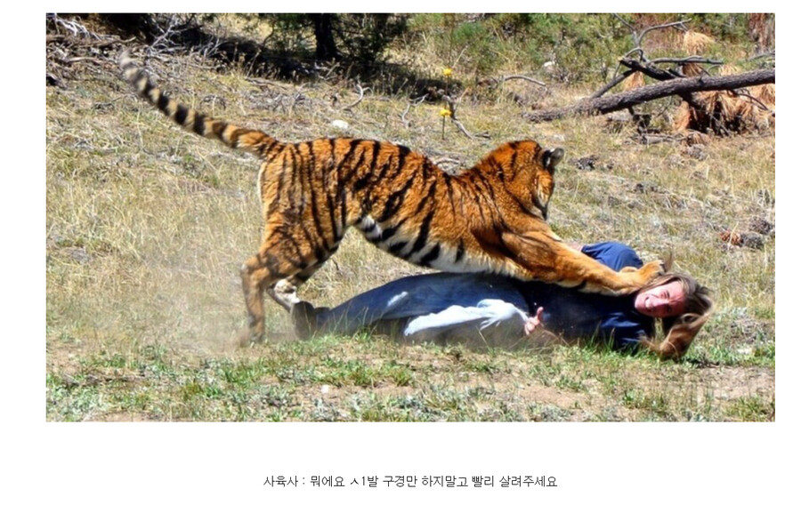 동물원)↗냥이의 냥냥펀치_4.png